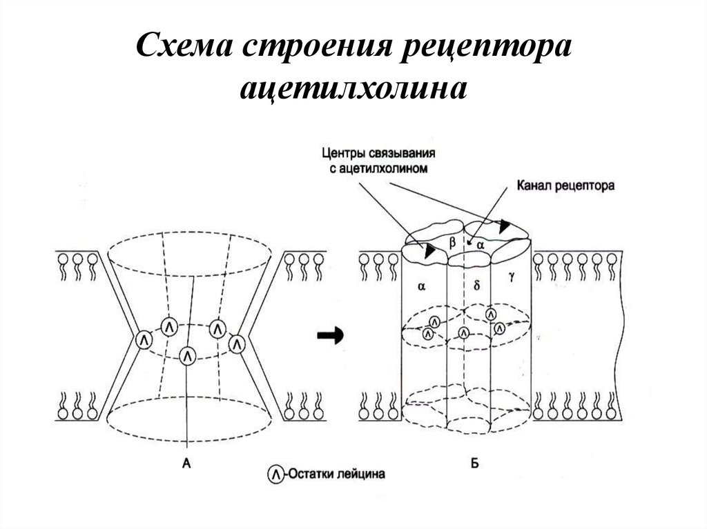 Схема строения рецептора ацетилхолина