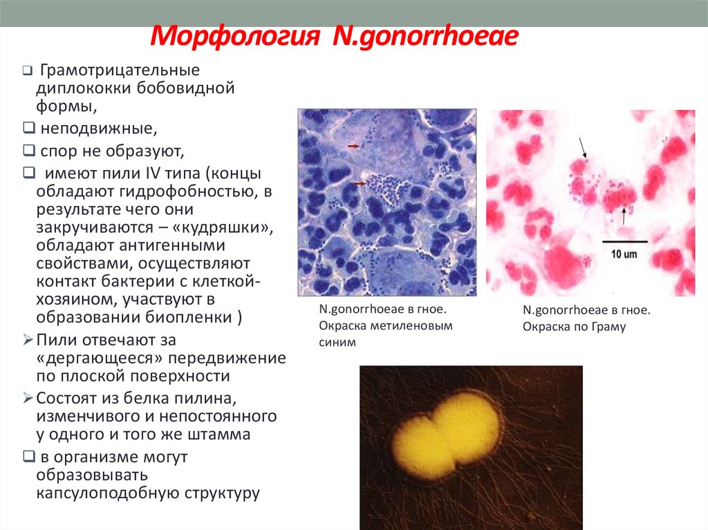 Микроорганизмы женских половых органов. Neisseria gonorrhoeae возбудитель гонореи. Микроскопия мазка диплококки. Диплококки бобовидной формы. Грамотрицательные диплококки гонорея.