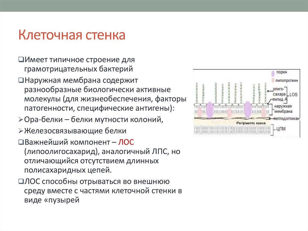 Клеточная стенка это. Наружная мембрана грамотрицательных бактерий. Наружная мембрана грамотрицательных бактерий содержит. Клеточная стенка строение и функции. Наружная мембрана клеточной стенки.