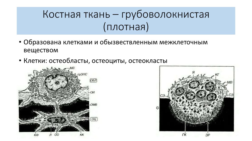 Костная ткань – грубоволокнистая (плотная)