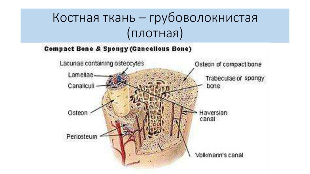 Костная ткань фото