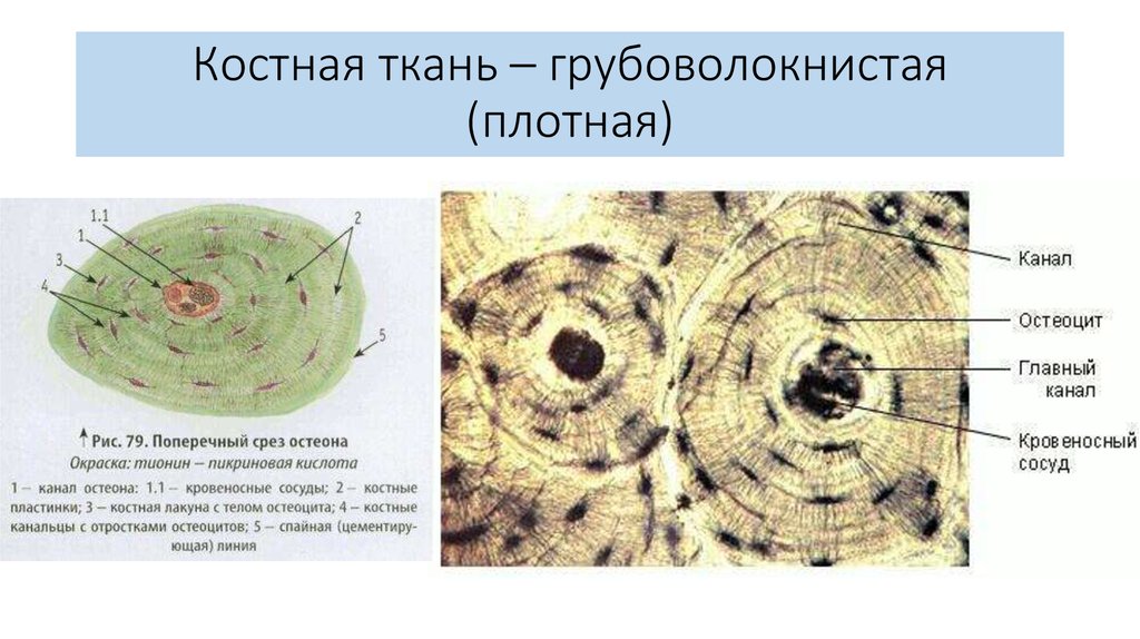 Какая структурная единица изображена на рисунке