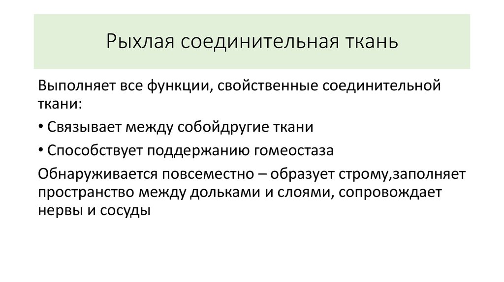 Особенность рыхлой ткани. Рыхлая соединительная ткань функции. Функции рыхлой соединительной ткани ткани. Рыхлая соед ткань функции. Рыхлая соединительная ткань местонахождение.