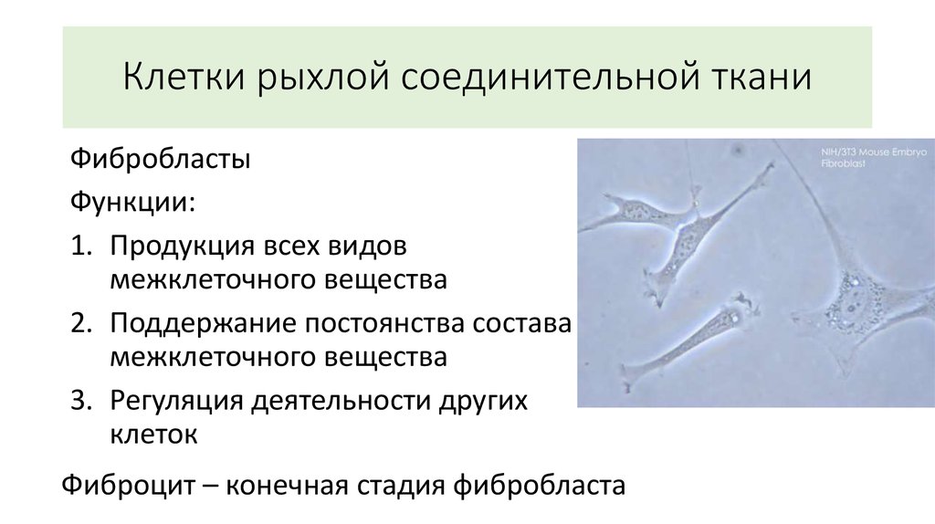 Соединительная ткань функции. Фиброцит в рыхлой соединительной ткани. Функции фиброцитов соединительной ткани. Клетки соединительной ткани фибробласты. Аллофибробластов - клеток соединительной ткани.