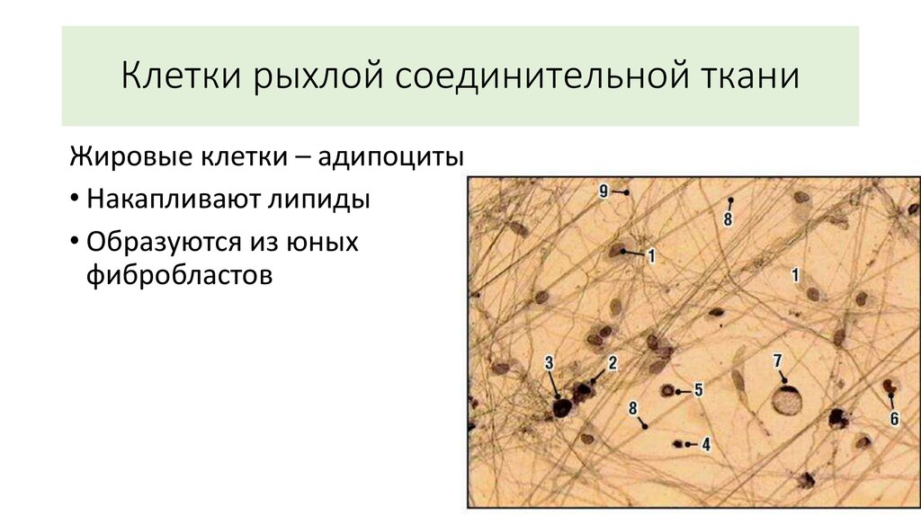 Какие органы входят в соединительную ткань. Строение рыхлой волокнистой соединительной ткани. Резидентные клетки рыхлой соединительной ткани. Рыхлая неоформленная соединительная ткань. Макрофаг в рыхлой соединительной ткани.