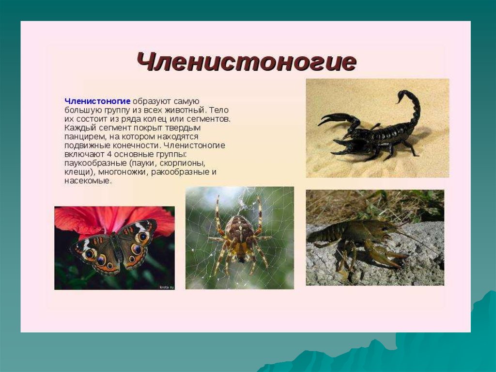 Членистоногие презентация. Тип Членистоногие презентация 7 класс биология. Тип Членистоногие включает. Скелет членистоногих недостатки.