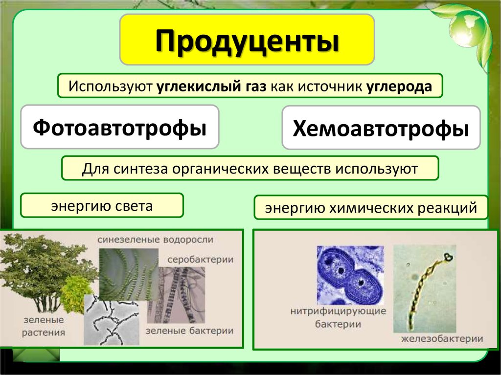 Гнилостная бактерия консумент