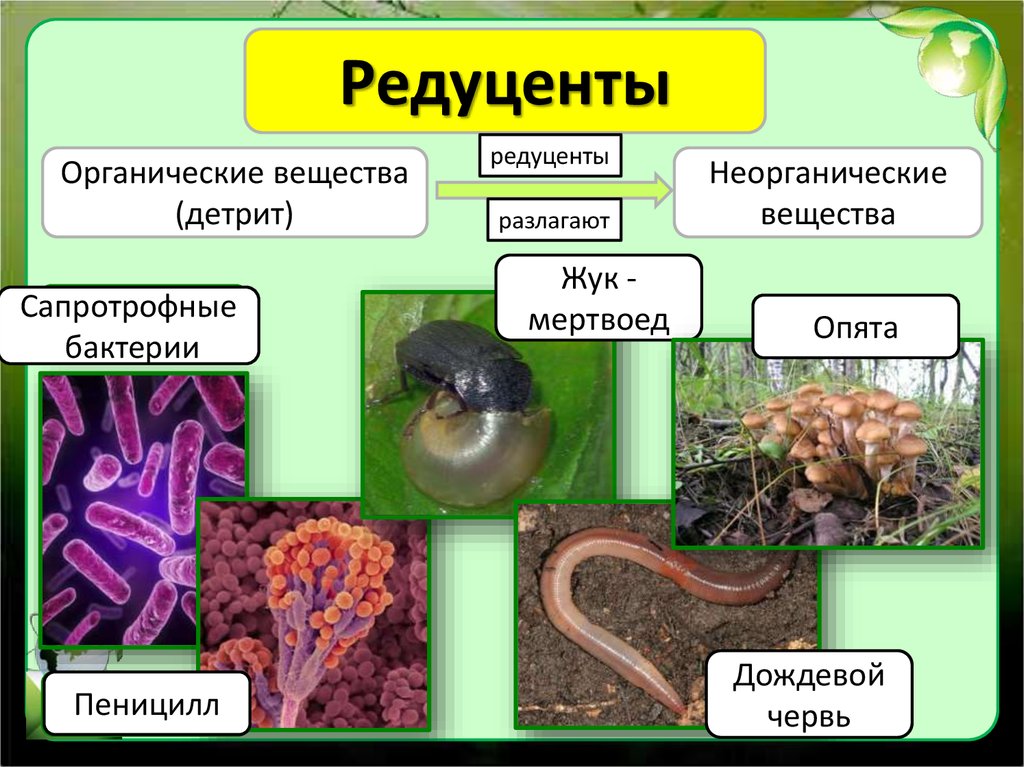 Выберите организмы относящиеся. Редуценты деструкторы. Редуценты примеры. Организмы редуценты. Бактерии редуценты.