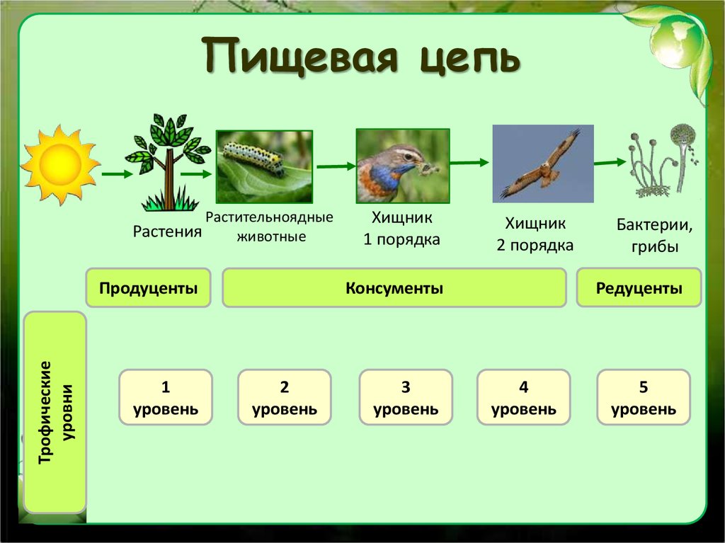 Нарисовать любое природное сообщество. Цепи сети питания редуценты консументы продуценты. Цепь питания растение травоядное хищник. Цепочка питания биология.