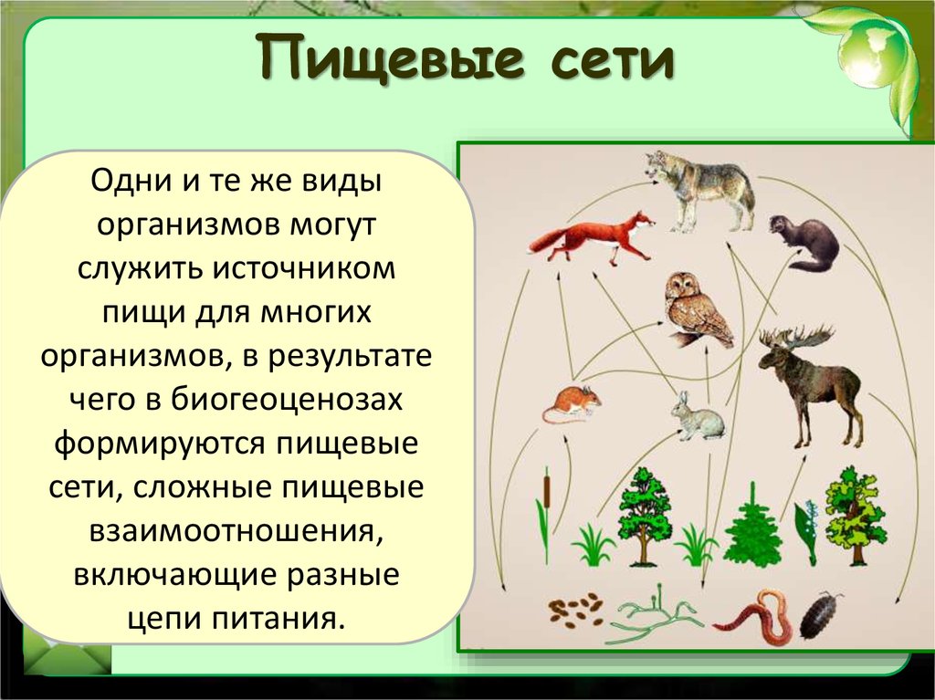 Пищевые связи в экосистеме презентация