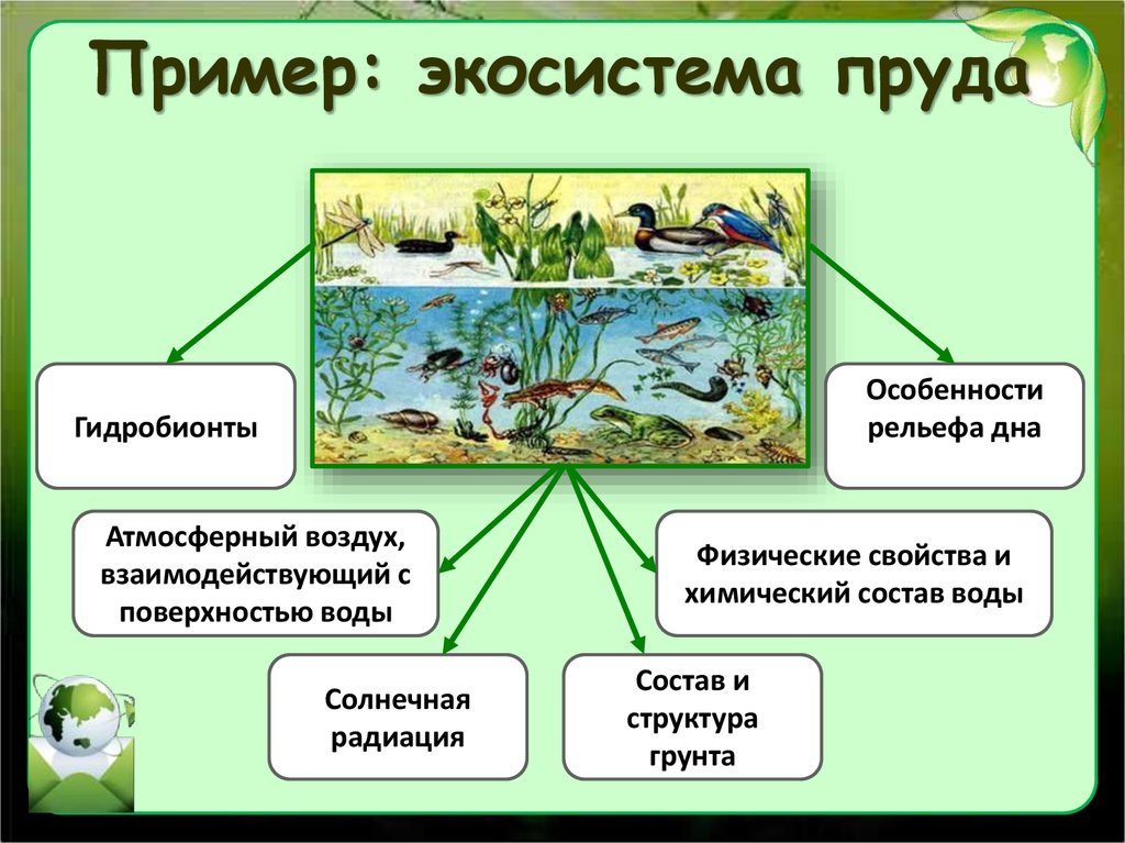 Примеры природных сообществ озеро. Структура биогеоценоза пруда. Структура биогеоценоза и экосистемы. Примеры экосистем. Экосистема водоема.