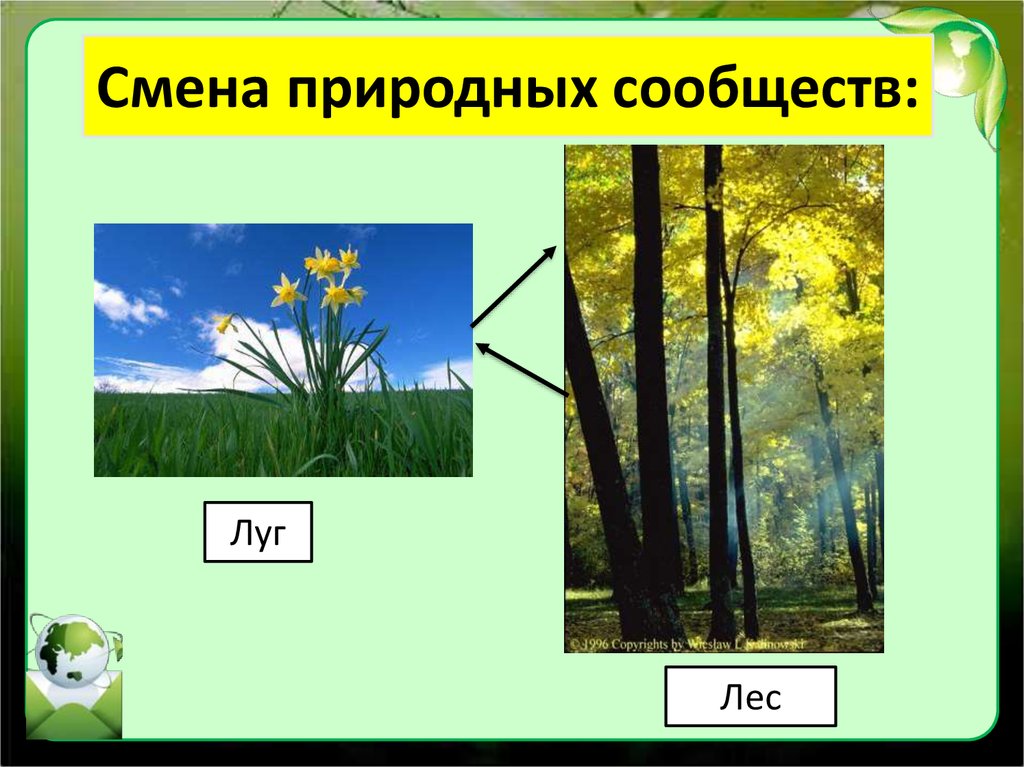 Презентация смена природных сообществ 6 класс пономарева