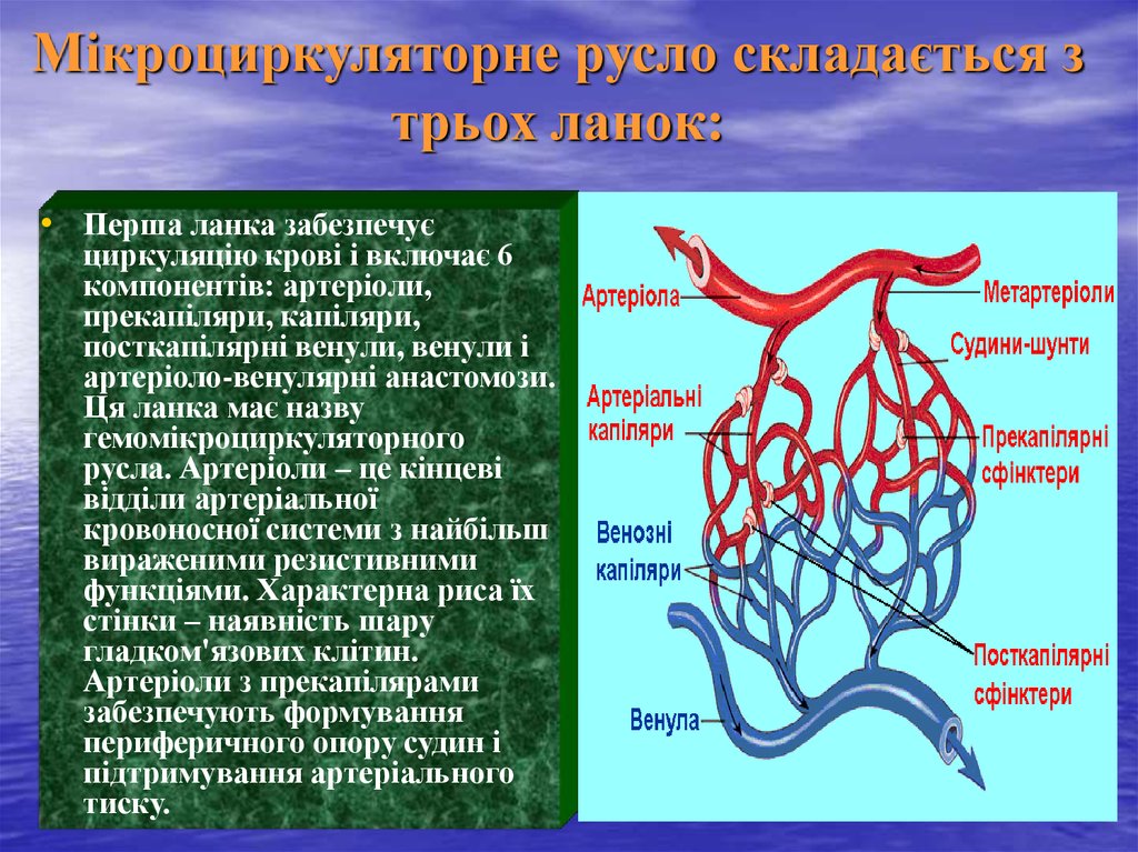 Микроциркуляторное русло презентация