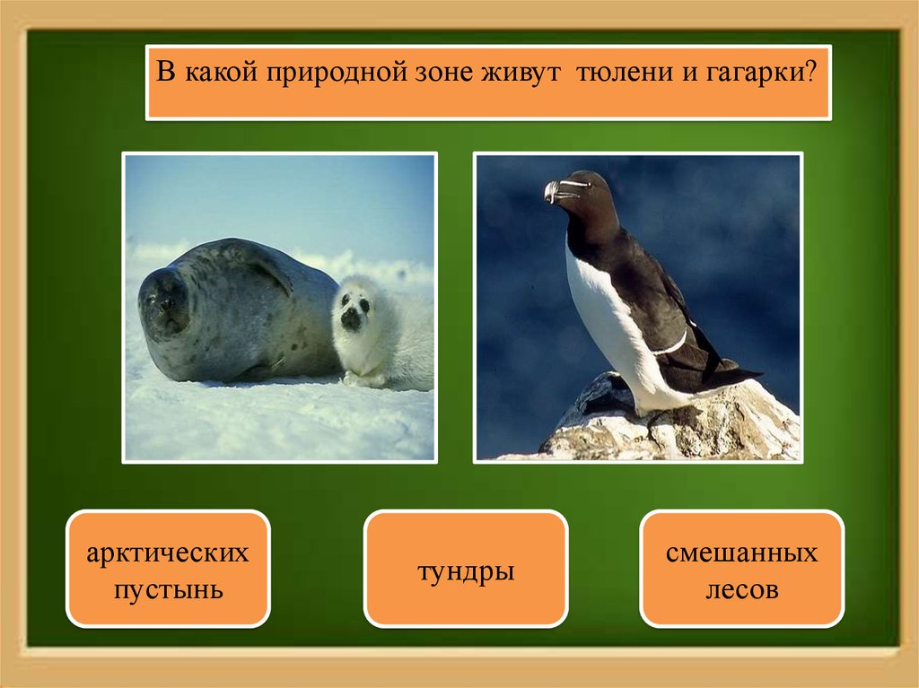 Тюлень природная зона. В какой природной зоне тюлень. В какой природной зоне обитает тюлень. В какой природной зоне обитает морской котик. В какой природной зоне живет тюлень.
