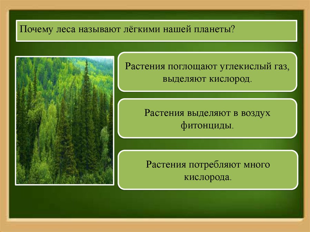 Зачем леса. Почему леща называют лещем. Почему леса называют легкими планеты. Почему леса называют лёгкими нашей планеты. Почему леса называют лёгкими нашей.