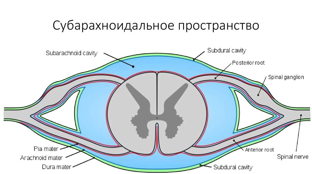 Картина неравномерного расширения субарахноидального конвекситального пространства