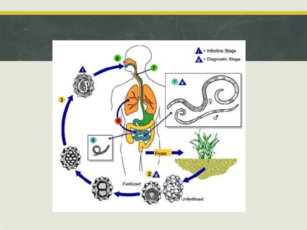 Какие продукты источник аскаридоза. Циклы растений гельминтов.