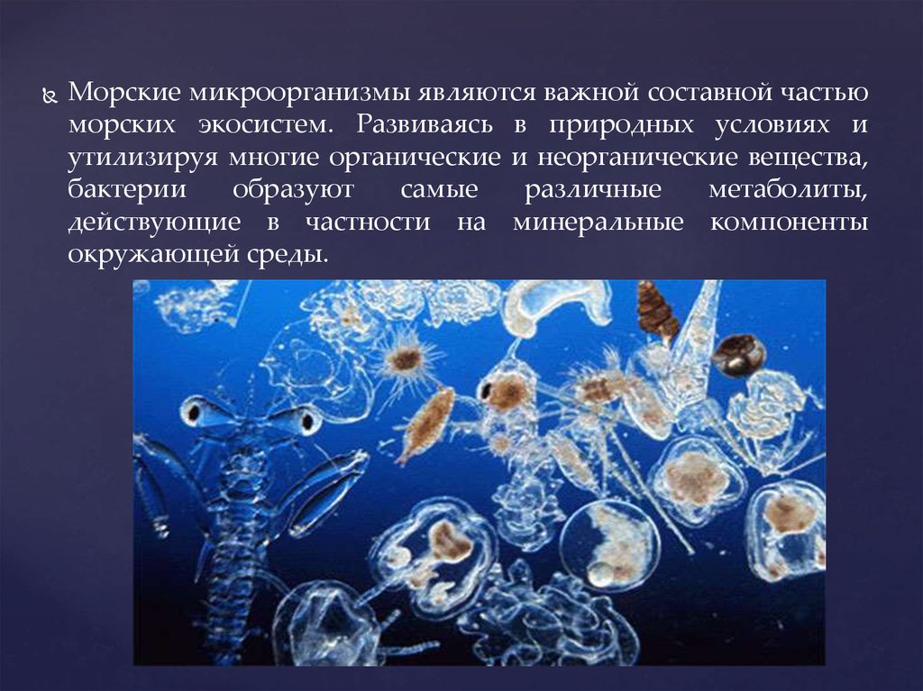 Морская вода бактерии. Морские микроорганизмы. Бактерии в мировом океане. Микробы в воде. Микроорганизмы в море.