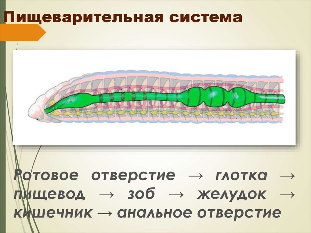 Строение пищеварительной системы червя. Пищеварительная система малощетинковых червей. Ма пищеварительной системы. Пищеварительная система кольчатых червей схема. Отделы пищеварительной системы кольчатых червей.