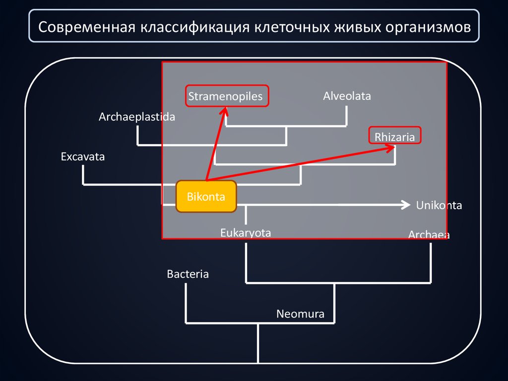 Эволюционные приобретения покрытосеменных схема