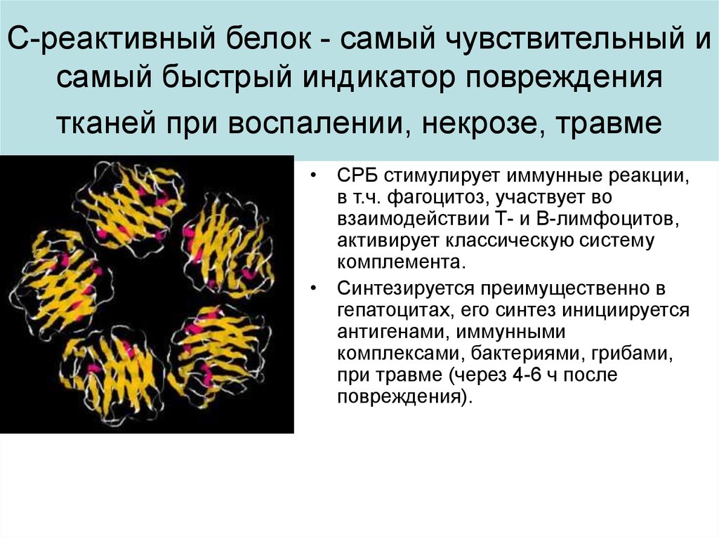 Что значит повышенный белок. С-реактивный белок. Реактивы на белок. C-реактивного белка. С-реактивный белок (СРБ).