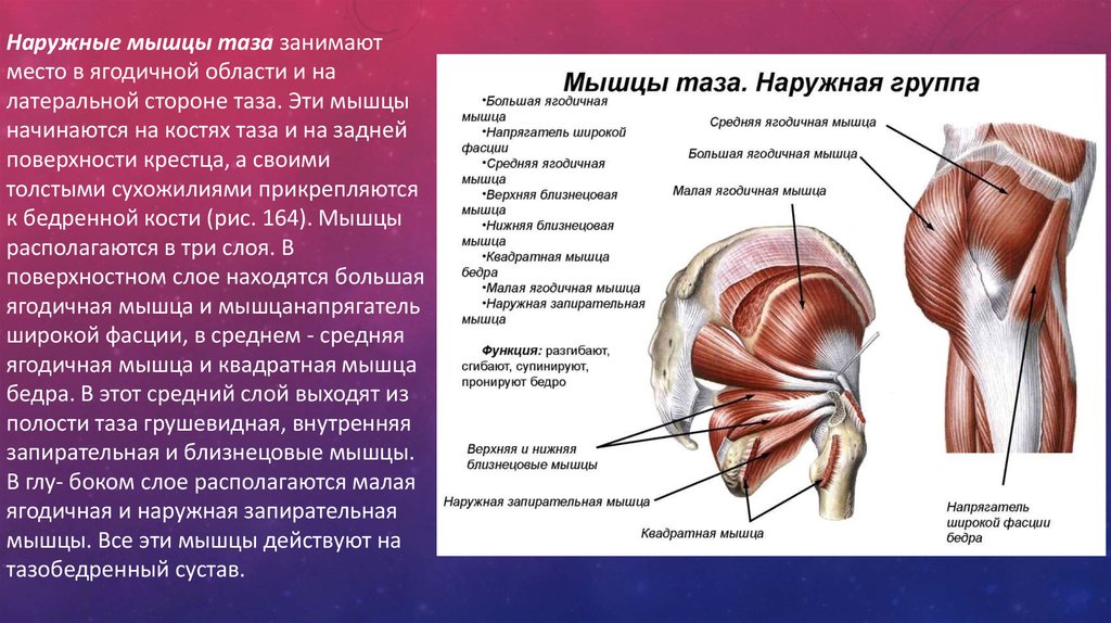 Мышцы таза у женщин фото малого