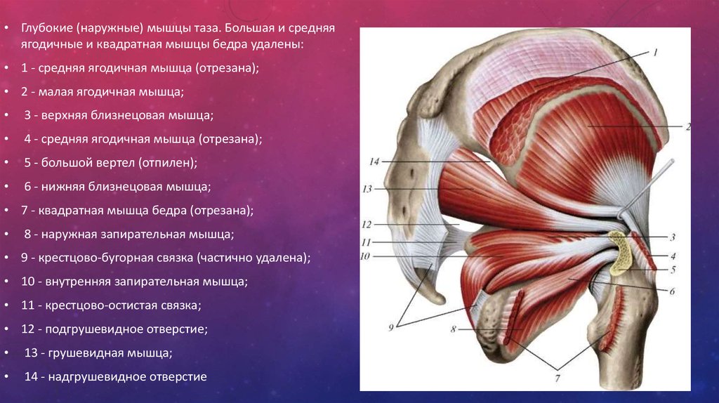 Внутренние мышцы. Мышцы тазового пояса наружная группа. Мышцы таза запирательная мышца. Мышцы таза большая ягодичная мышца. Наружные мышцы таза анатомия.