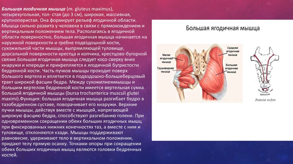 Большая ягодичная мышца. Большая ягодичная мышца m. gluteus Maximus. Близнецовые мышцы. Верхняя близнецовая мышца функции. Ягодичная бугристость бедренной кости.