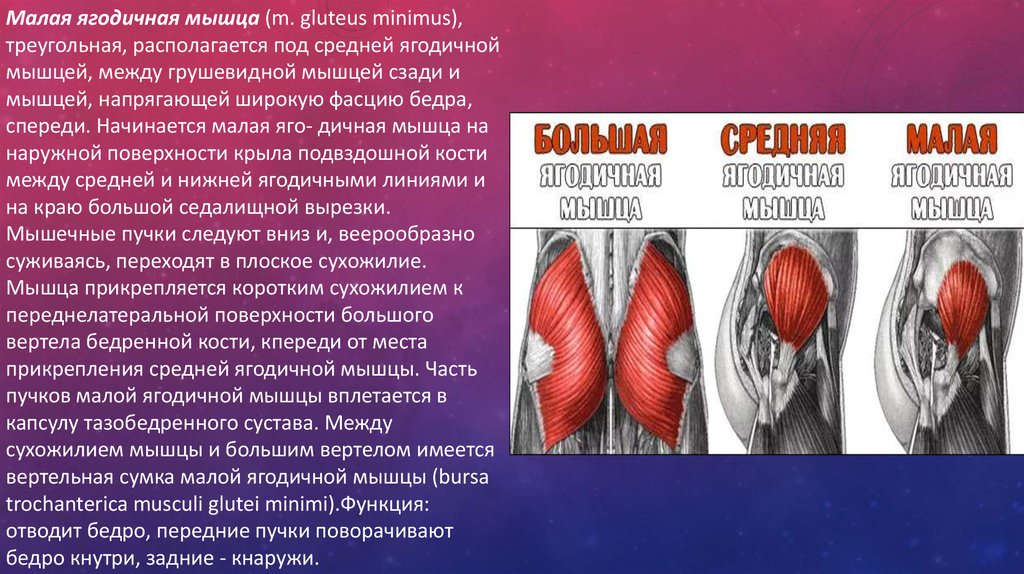 Малая ягодичная мышца. Передние пучки средней ягодичной мышцы. Большая средняя и малая ягодичные мышцы. Место прикрепления большой ягодичной мышцы.