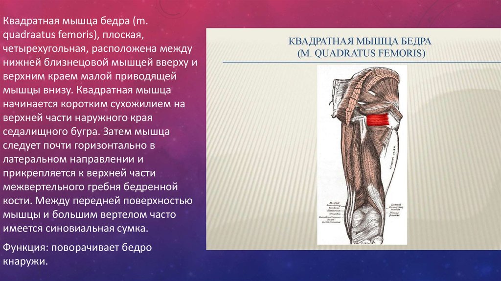 Приводящие мышцы бедра функции