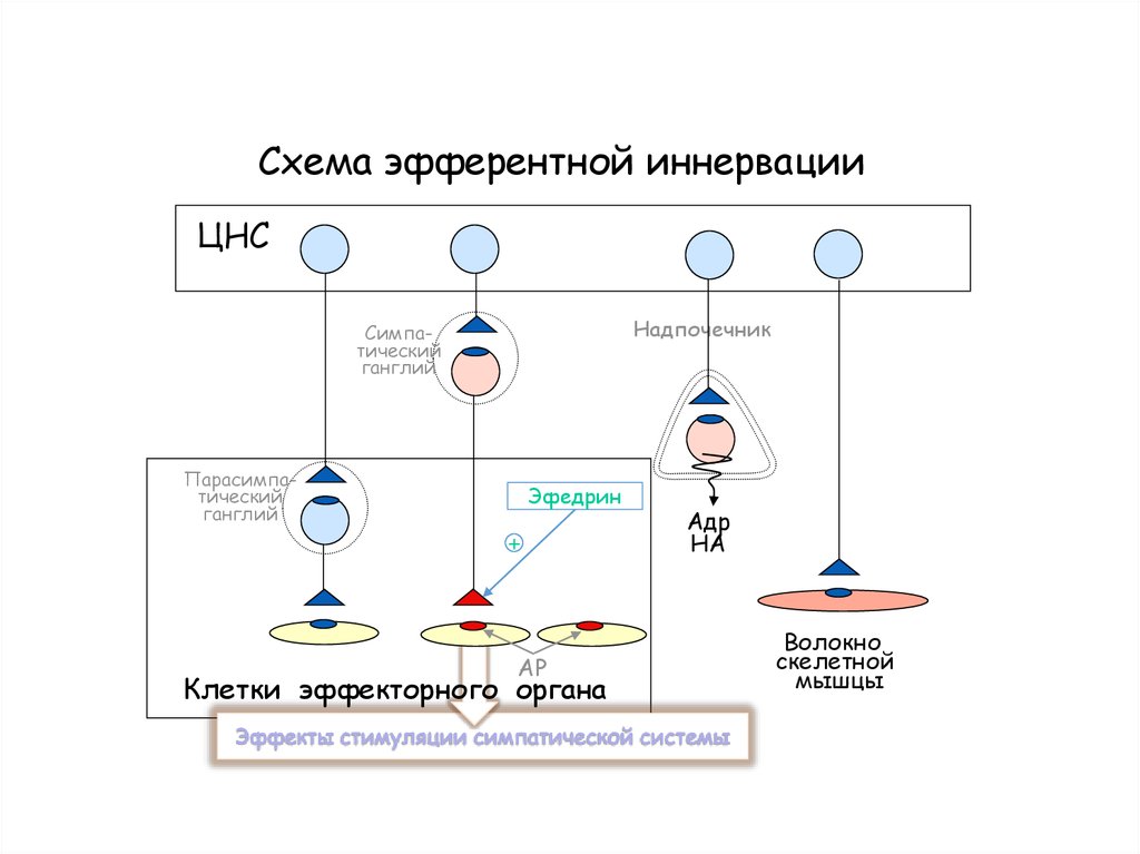 Симпатомиметики. Эфедрин - презентация онлайн
