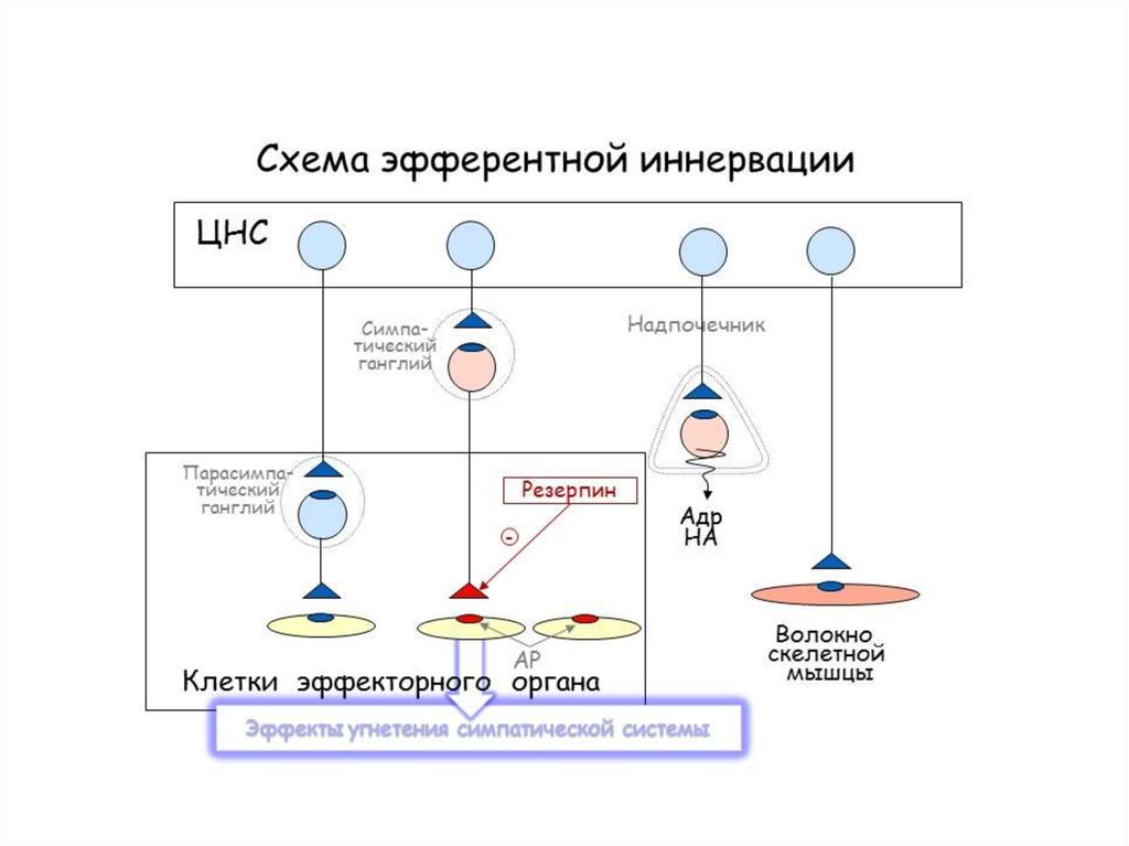 Схема эфферентной иннервации