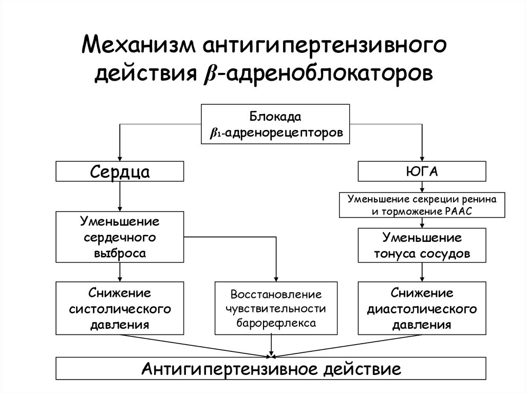 Механизм адреноблокаторов. Механизм антигипертензивного действия. Механизм действия Альфа адреноблокаторов. Уменьшение секреции ренина. Механизм антигипертензивного действия а-адреноблокаторов..