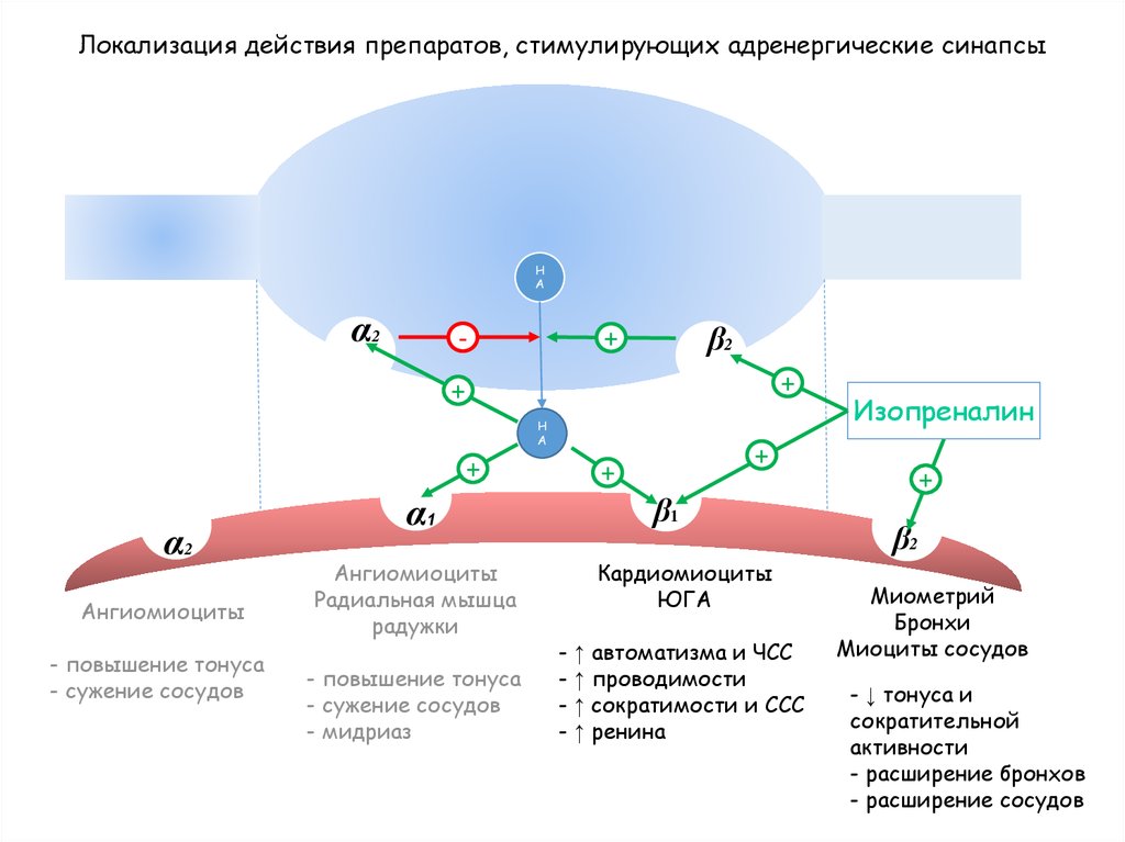 Проводимость сосудов