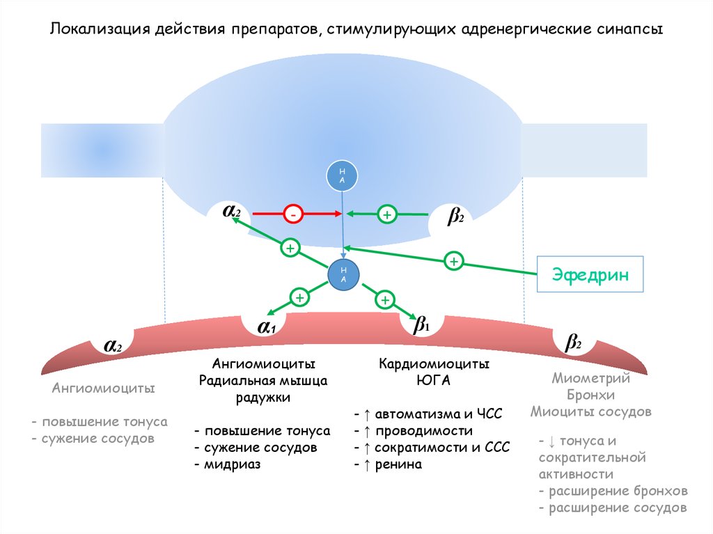 Препарат синапс. Средства действующие на адренергические синапсы. Лекарственные средства влияющие на адренергические синапсы. Классификация адренергические синапсы адренергические синапсы. Механизм действия препаратов влияющих на адренергические синапсы.