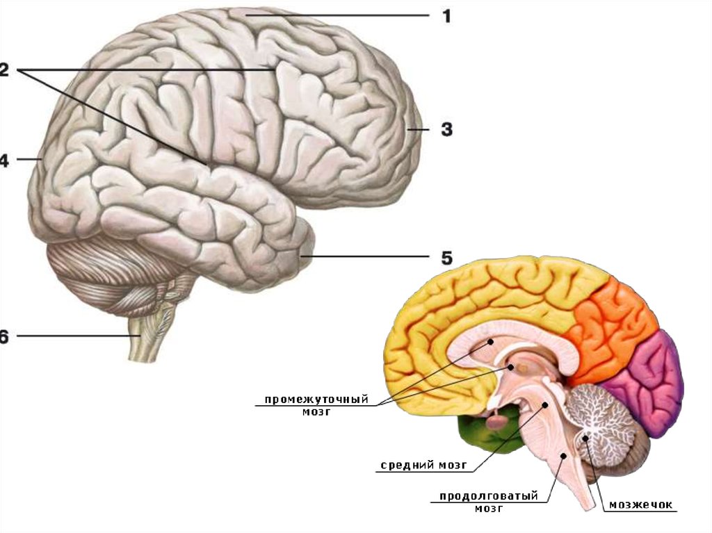 Самый древний отдел мозга. Конвекситальные отделы головного мозга.
