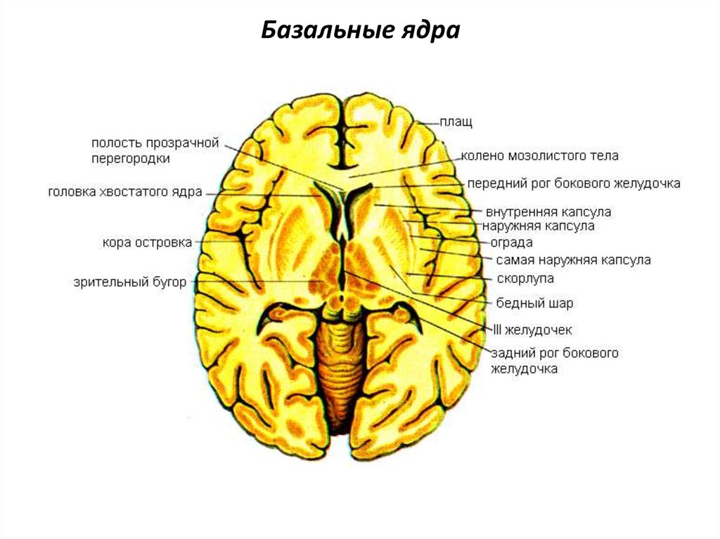 Подкорковые ядра полушарий. Базальные ядра конечного мозга строение. Горизонтальный разрез головного мозга базальные ядра. Подкорковые ядра головного мозга анатомия. Схема базальных ядер головного мозга.