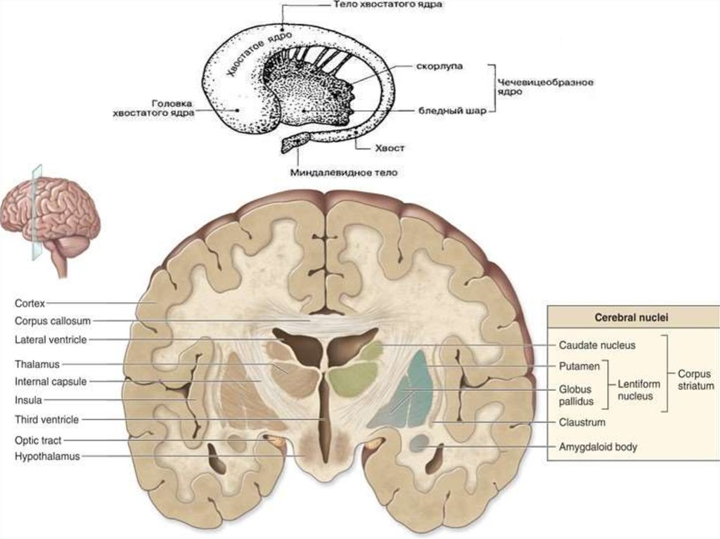Полосатое тело мозга. Бледный шар скорлупа хвостатое ядро. Полосатое тело базальные ядра. Головка хвостатого ядра анатомия. Мозолистое тело хвостатое ядро.