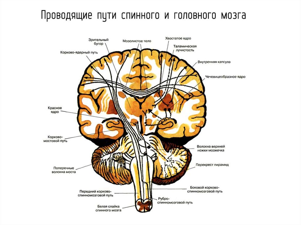Пути мозга. Проекционные проводящие пути головного и спинного мозга анатомия. Проводящие пути ЦНС анатомия. Проводящие пути спинного мозга анатомия таблица. Проводящие пути ЦНС схема.