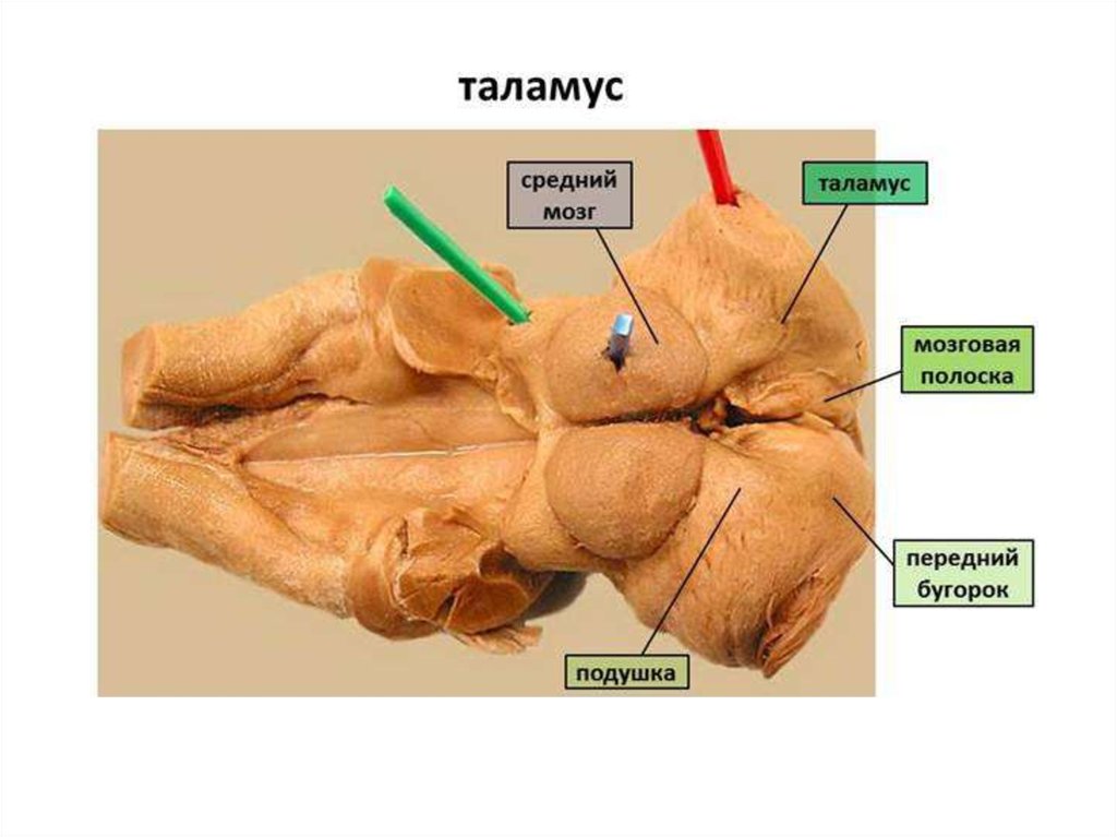 Коленчатые тела мозга. Подушка таламуса анатомия. Подушка зрительного бугра анатомия. Таламус зрительный бугор анатомия. Таламус анатомия строение.