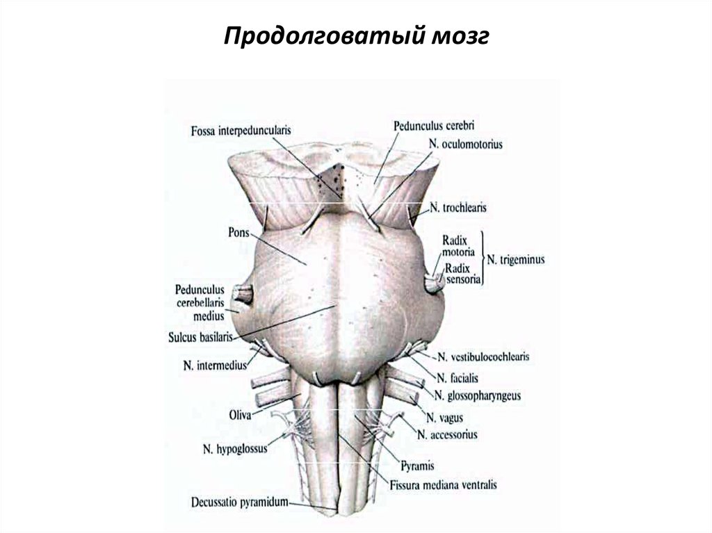 Продолговатый мозг рисунок