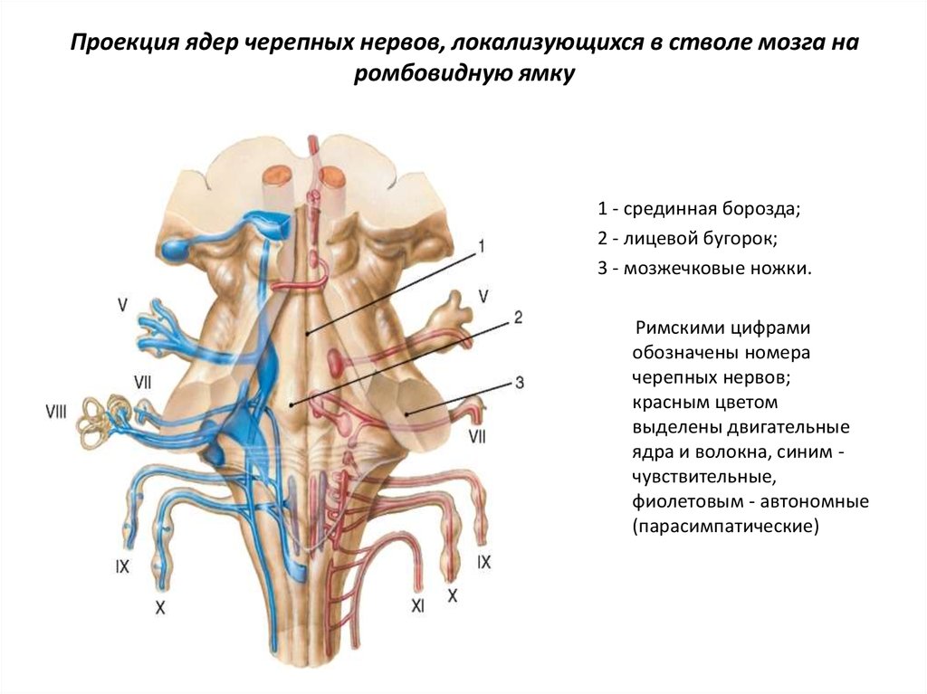Какие ядра в черепных нервах. Ядра черепных нервов схема. Проекция ядер черепно-мозговых нервов. Ствол мозга ядра черепных нервов. Ядра черепных нервов в стволе головного мозга.
