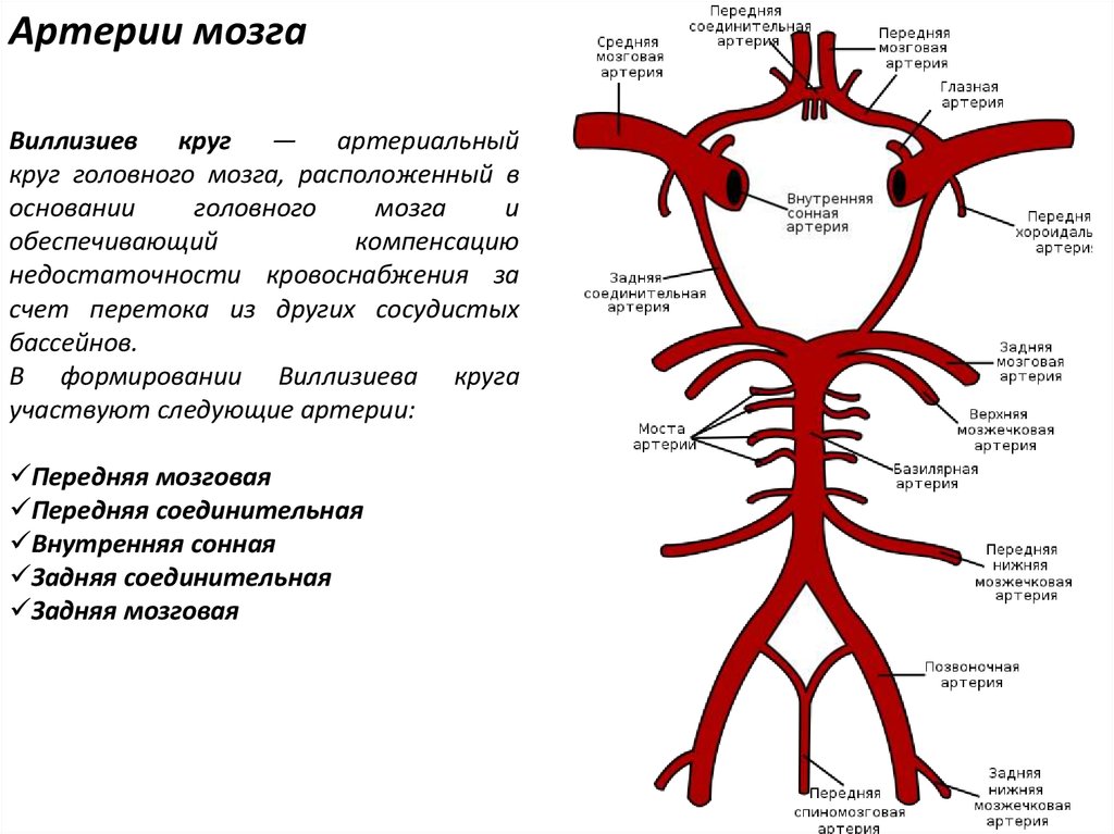 Артерии это простыми словами. Виллизиев артериальный круг. Круг Захарченко и Виллизиева схема. Артерии головного мозга Виллизиев круг схема. Анатомия сосуды Виллизиев круг.