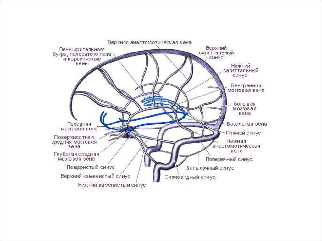 Отток крови от головного мозга. Система синусов твердой оболочки головного. Венозные синусы головного мозга схема. Анатомия вены Галена головного мозга. Венозная система головного мозга схема.