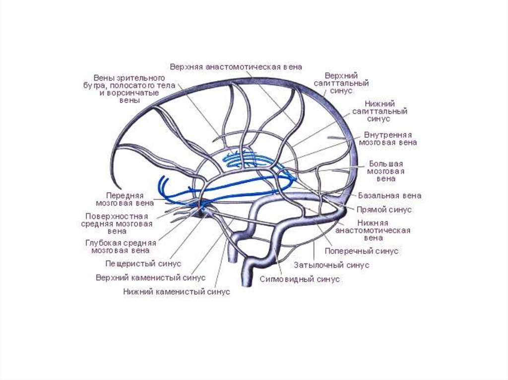 Вены мозга. Венозные синусы головного мозга схема. Венозные синусы головного мозга анатомия. Вена Розенталя анатомия. Венозная система кровоснабжения головного мозга.