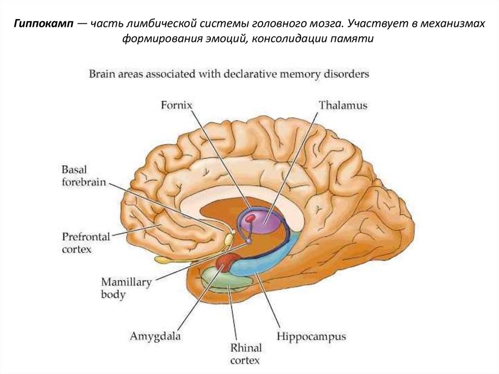 Системы головного мозга. Гиппокамп головного мозга. Отделы головного мозга Гиппокампус. Гиппокамп мозга человека анатомия. Лимбическая система гиппокамп миндалевидное тело.