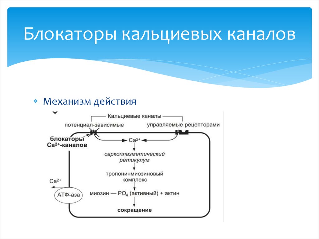 Блокаторы кальциевых каналов презентация