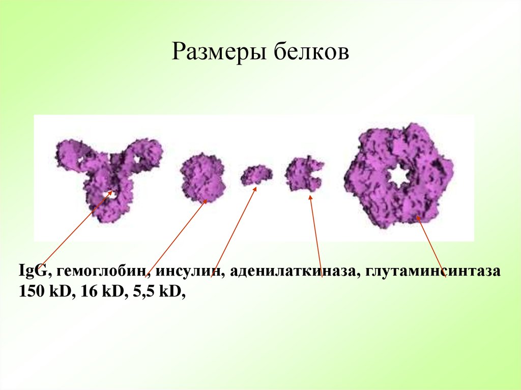 Молекулы белков размер