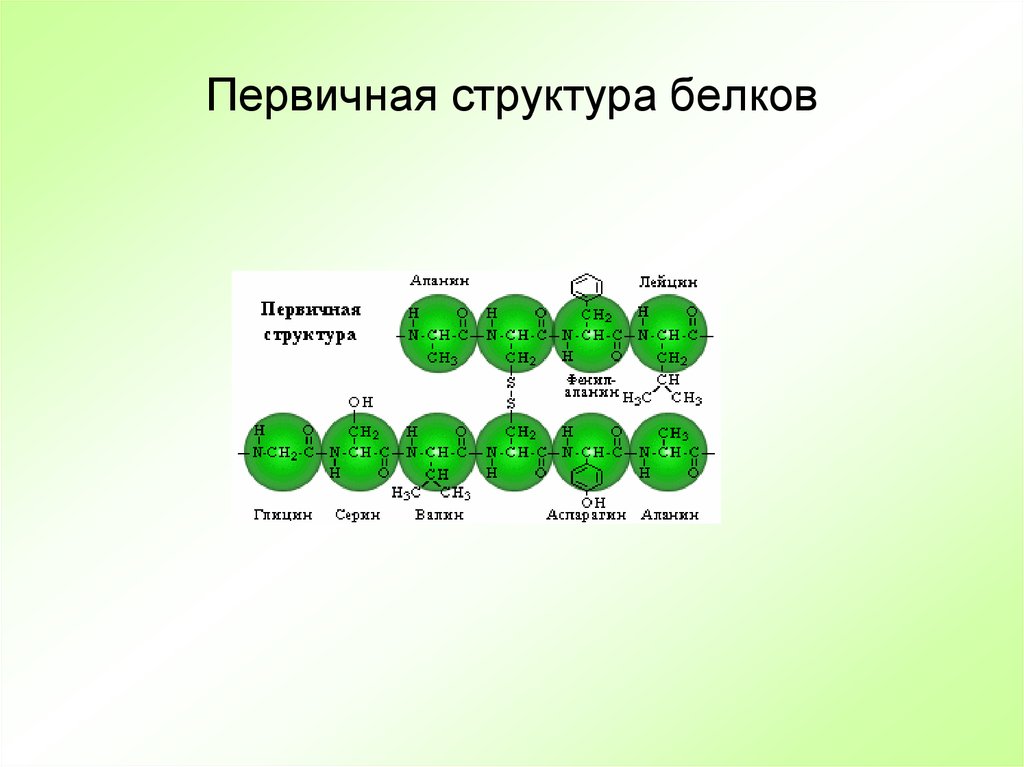 2 состав белков. Первичная структура белков формула. Первичная структура белка. Первичная структура. Первичная структура белка химия.