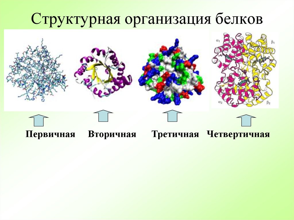 В организации белковых. Структурная организация белков. Четыре уровня структурной организации белков. Белки структурная организация. Уровни структурной организации белка.